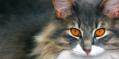 Międzynarodowa Wystawa Kotów Rasowych 2018 w Legionowie