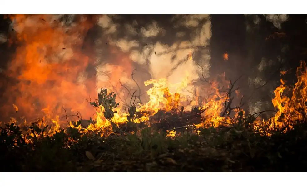 Zmiana klimatu. Susza powoduje coraz częstsze pożary lasów