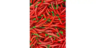 Marynowane papryczki chilli 