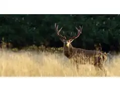 IV Hubertus Pułtuski już w nadchodzący weekend