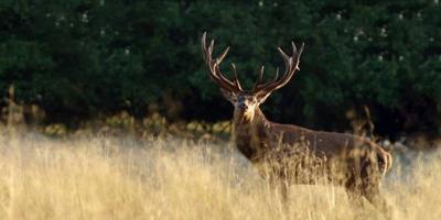 Hubertus w Pułtusku już 20 października 2018 [PLAN OBCHODÓW]