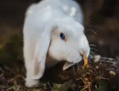 Posiadanie królika w domu - co warto wiedzieć?