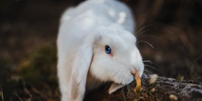 Posiadanie królika w domu - co warto wiedzieć?