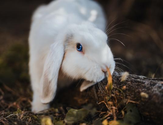 Posiadanie królika w domu - co warto wiedzieć?