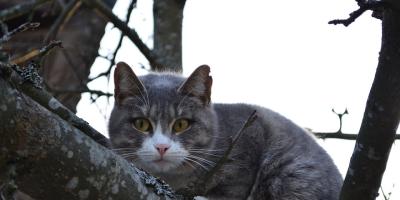 Strażacy uratowali kota...i inne zdarzenia - Pułtuska Kronika Strażacka