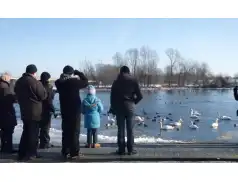 Zimowe Ptakoliczenie 2019 w Pułtusku