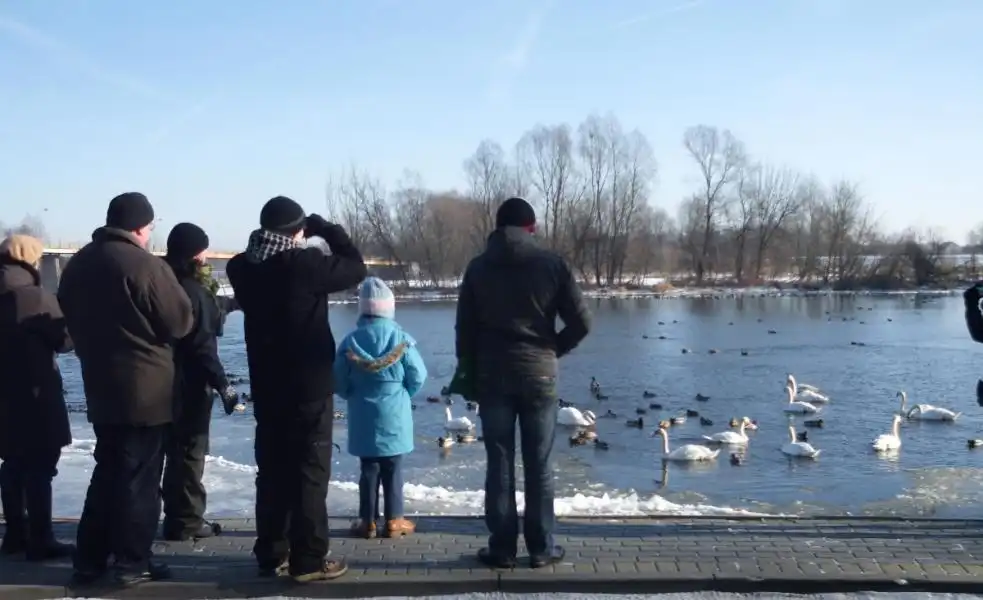 Zimowe Ptakoliczenie 2019 w Pułtusku
