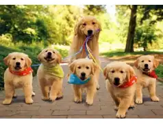 Psy w czasie okresu zimowego!