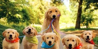 Psy w czasie okresu zimowego!