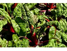 Przepis na placuszki z botwiny z sosem chrzanowym