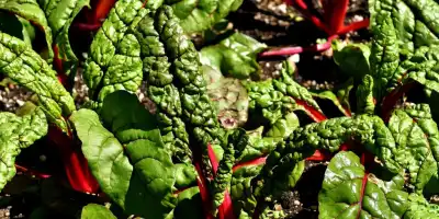 Przepis na placuszki z botwiny z sosem chrzanowym