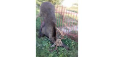 Łoś na płocie, wypadki i inne zdarzenia - Strażacy podsumowali tydzień