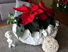 Czy wiesz jak dbać o gwiazdę betlejemską ?