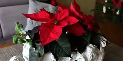 Czy wiesz jak dbać o gwiazdę betlejemską ?