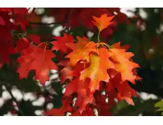 Pierwszy Dzień Jesieni 2019