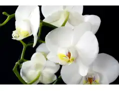 Jak często podlewać storczyki? - porady dla początkujących