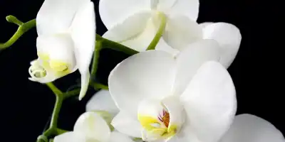 Jak często podlewać storczyki? - porady dla początkujących