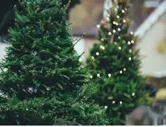 Jak pozbyć się robaków choinkowych?