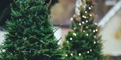 Jak pozbyć się robaków choinkowych?