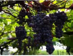 Winogrona na twoim talerzu. Smaczne i kreatywne przepisy.