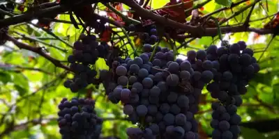 Winogrona na twoim talerzu. Smaczne i kreatywne przepisy.