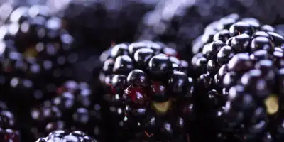 Jeżyna. Małe owoce, wielkie korzyści zdrowotne.