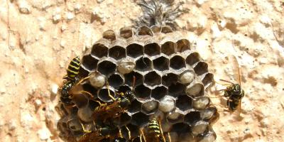 Gniazda os, pożary i kolizje - straż podsumowała tydzień