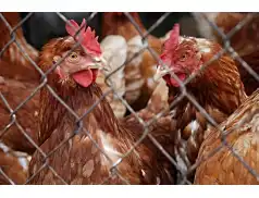 Fermy Drobiu w Bobach otrzymały pozytywną opinię Marszałka Struzika