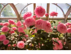 Róża damasceńska. Kwiatowa moc dla twojej skóry