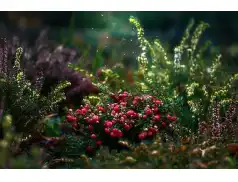 Domowa pielęgnacja żurawiną - maseczki