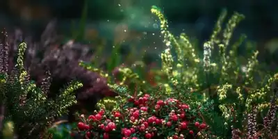 Domowa pielęgnacja żurawiną - maseczki