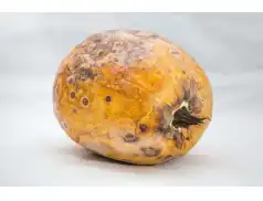 Zatrucie pleśnią. Kiedy żywność staje się zagrożeniem?