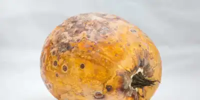 Zatrucie pleśnią. Kiedy żywność staje się zagrożeniem?