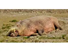 Znalazłeś padłego dzika? Daj znać! Afrykański Pomór Świń