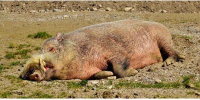 Znalazłeś padłego dzika? Daj znać! Afrykański Pomór Świń