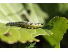 Zakaz wstępu do lasów na terenie Nadleśnictwa Pułtusk