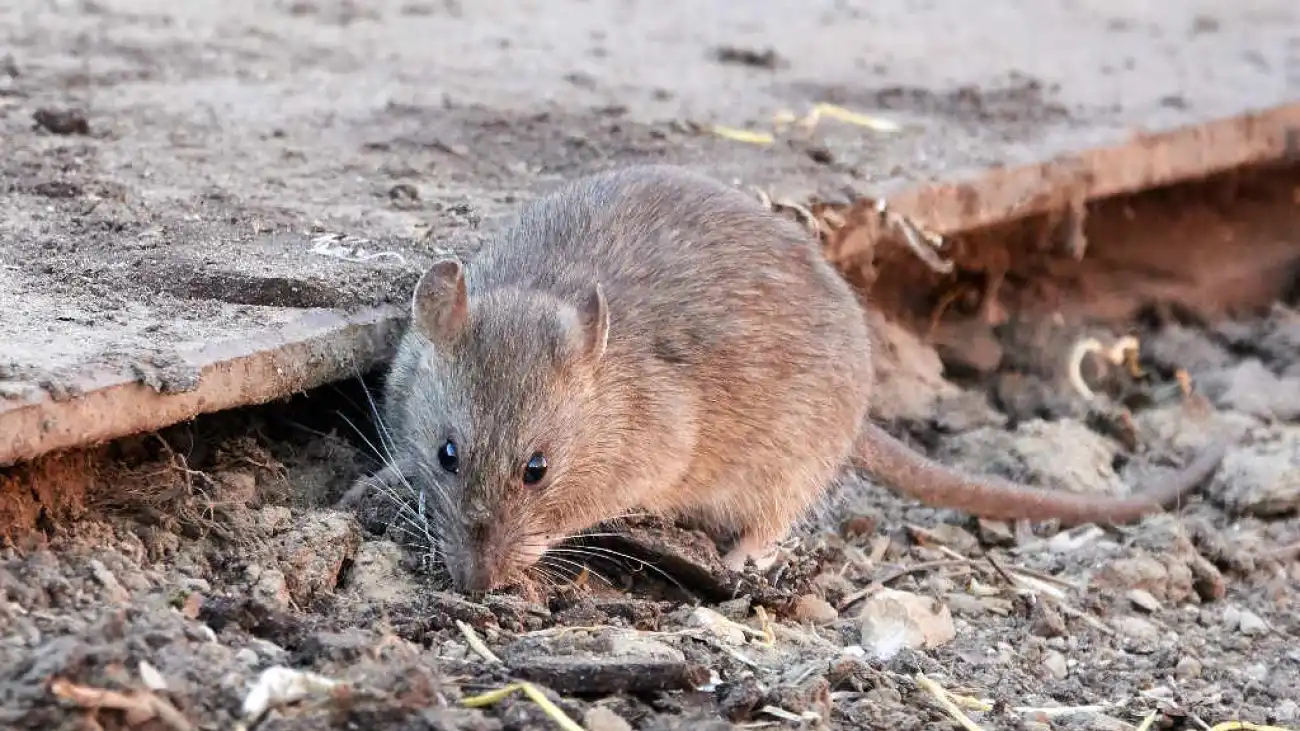 Deratyzacja - jak poradzić sobie z problemem szkodników w domu i ogrodzie?