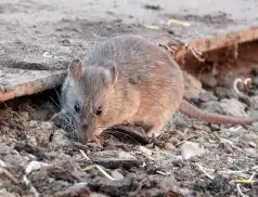 Deratyzacja - jak poradzić sobie z problemem szkodników w domu i ogrodzie?