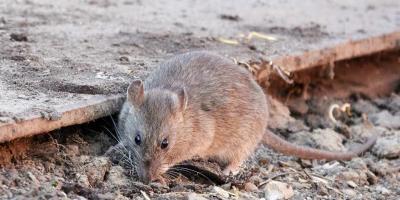Deratyzacja - jak poradzić sobie z problemem szkodników w domu i ogrodzie?