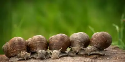 Jak walczyć ze ślimakami? O to domowe i skuteczne metody, na pozbycie się niechcianych szkodników.