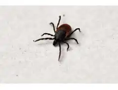 Uwaga kleszcz! Co zrobić gdy nas ugryzie?