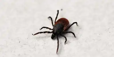 Uwaga kleszcz! Co zrobić gdy nas ugryzie?