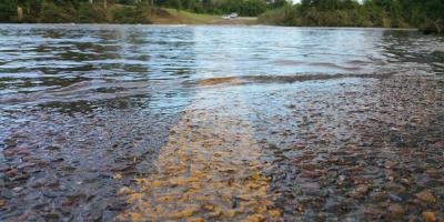 Narew 2 cm mniej! [g. 8.00 20.01.2018]