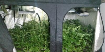 U sąsiadów: Plantacja konopi zlikwidowana. Przejęto susz i krzewy konopi indyjskich o wartości około 10 tys. zł. 