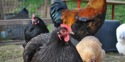 Czy powstaną kolejne kurniki w powiecie?