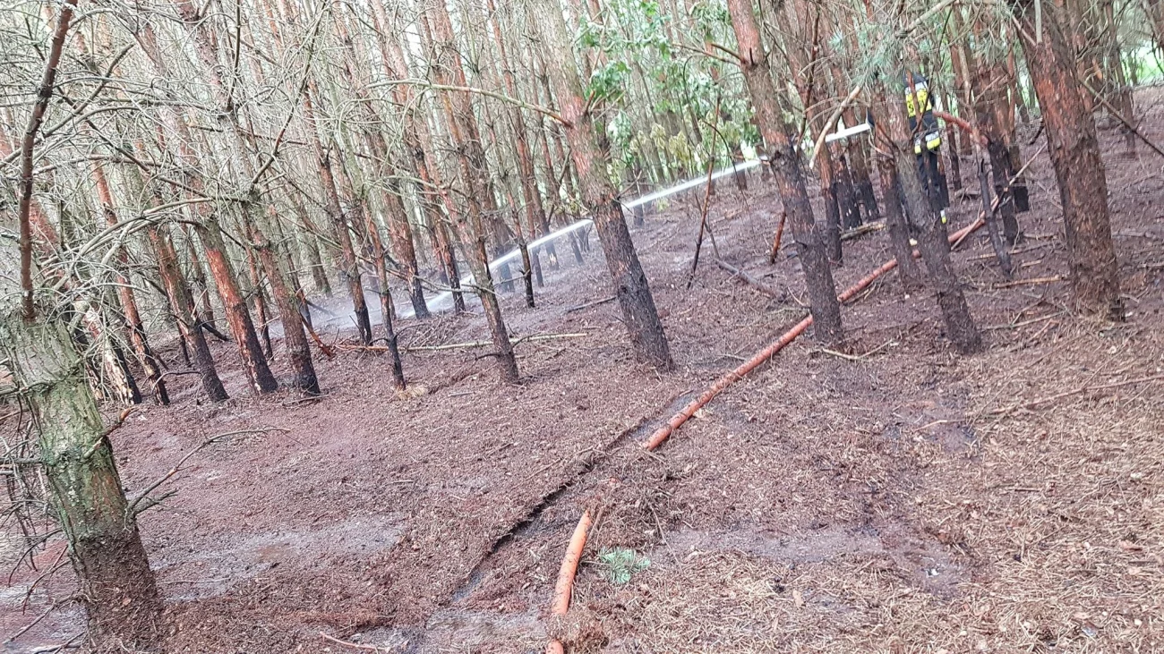 Pożar lasu w Sokołowie Włościańskim