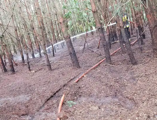 Pożar lasu w Sokołowie Włościańskim
