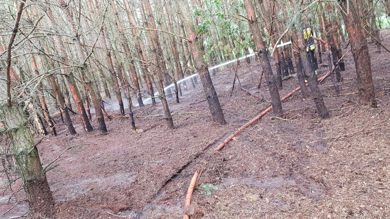 Pożar lasu w Sokołowie Włościańskim