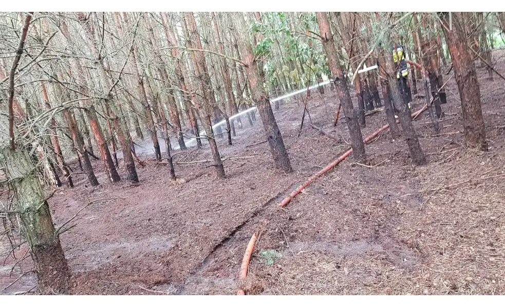 Pożar lasu w Sokołowie Włościańskim