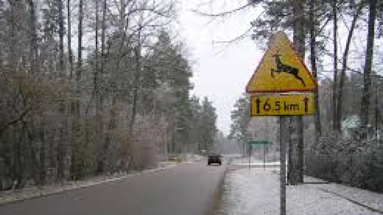 Niebezpieczne dzikie zwierzęta! Zderzenie w Kleszewie